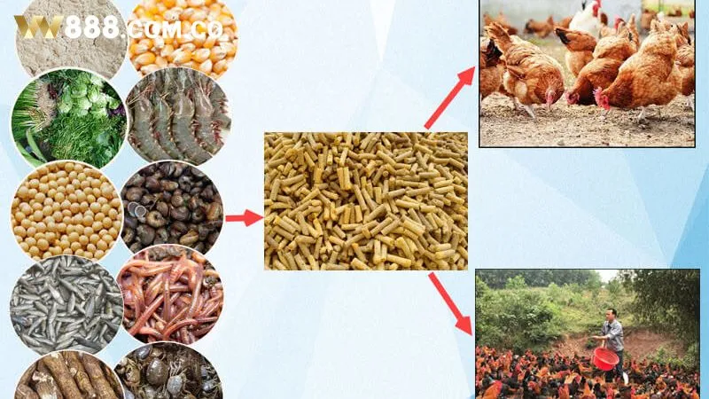 Cách chăm sóc gà ô chân trắng phù hợp