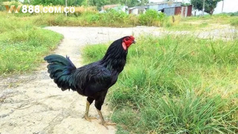Gà ô chân trắng có nhiều ưu điểm nổi bật