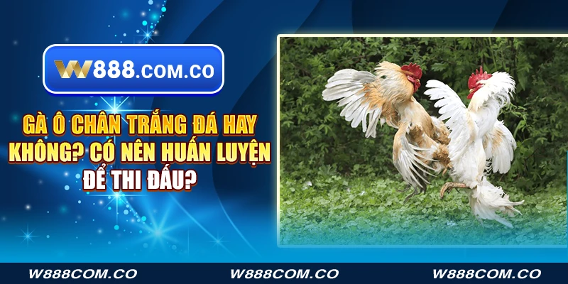 Gà ô chân trắng